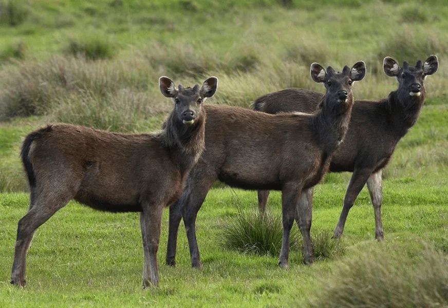 Horton Plains National Park