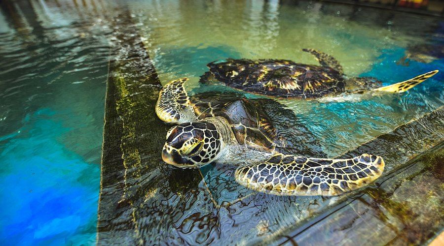 Turtle Hatchery Center