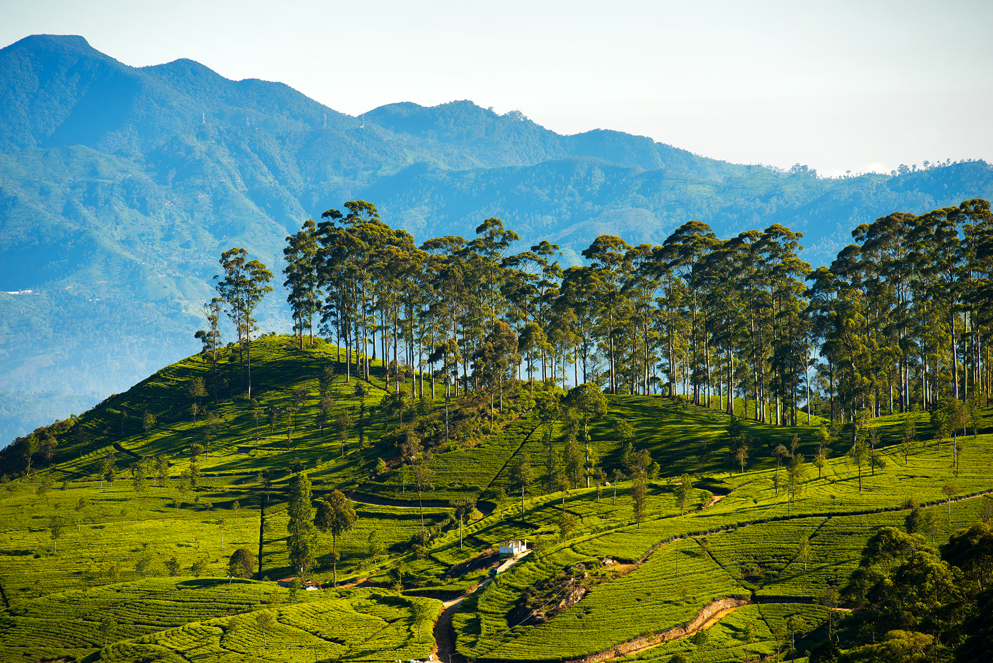 Scenic hill country and tea estates in Sri Lanka