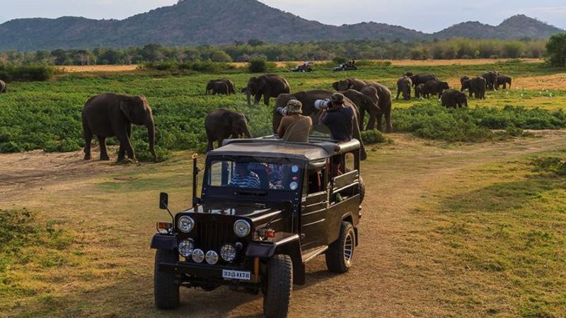 Leopard spotting and wildlife safaris in Sri Lanka